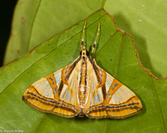 Agrioglypta naralis