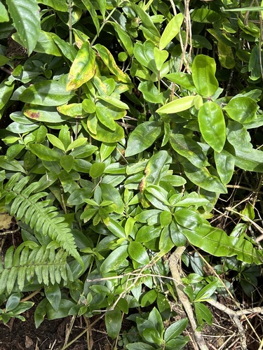 Schiedea perlmanii observed 2022-02-03