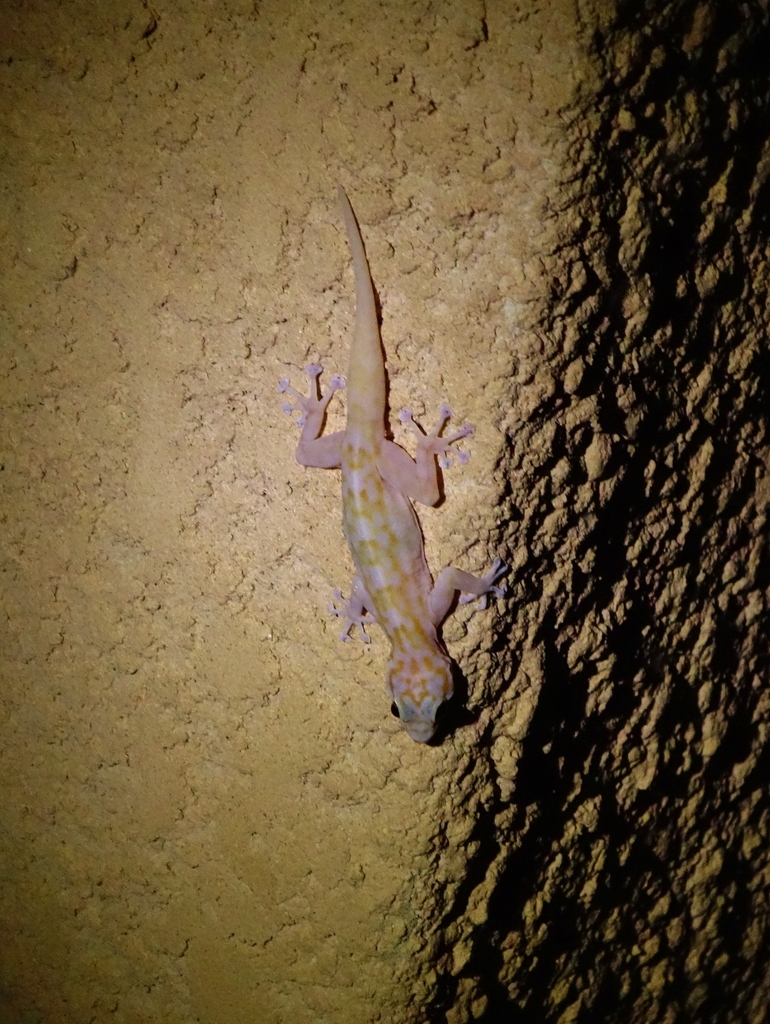 Ragazzi's Fan-footed Gecko