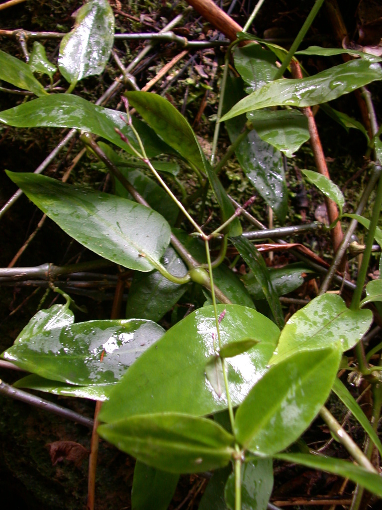 Schiedea pubescens