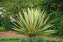 Agave sisalana