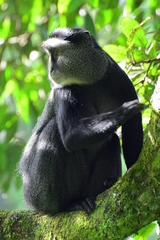 Cercopithecus mitis stuhlmanni