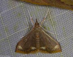 Clupeosoma