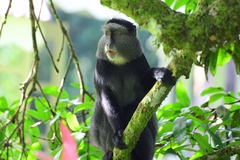 Cercopithecus mitis stuhlmanni
