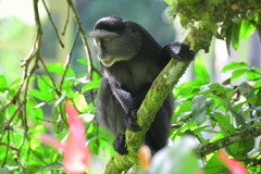 Cercopithecus mitis stuhlmanni