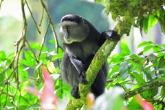 Cercopithecus mitis stuhlmanni