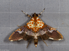 Aetholix flavibasalis