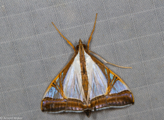 Agrioglypta eurytusalis