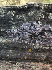 Pseudothelomma occidentale