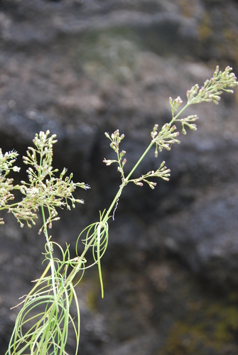Schiedea spergulina