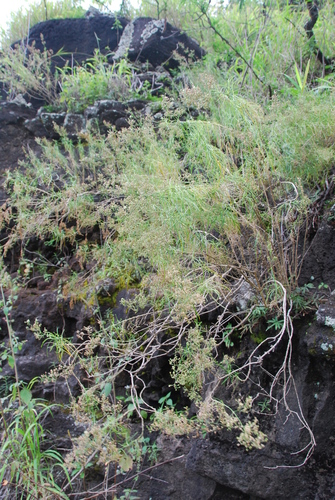Schiedea spergulina