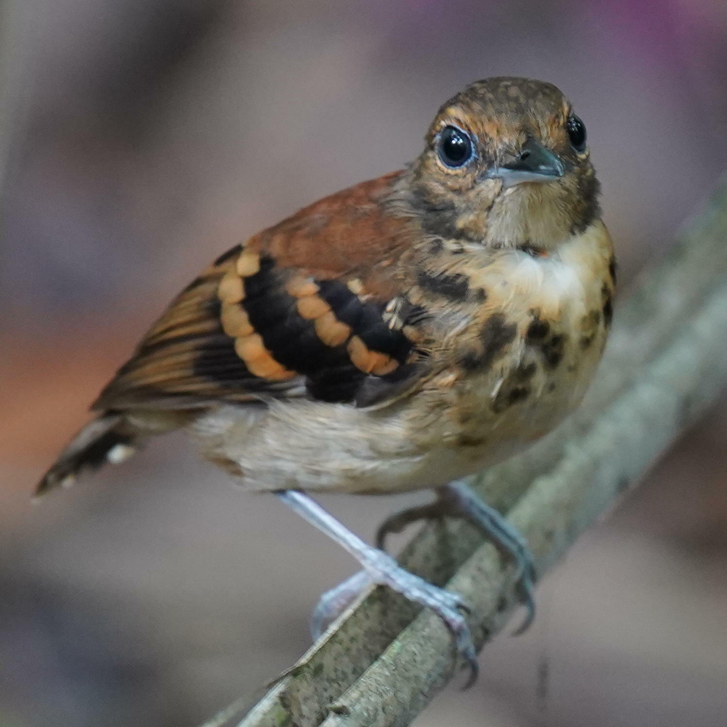 Spotted Antbird (Hylophylax naevioides)