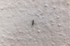 Tachydromiinae