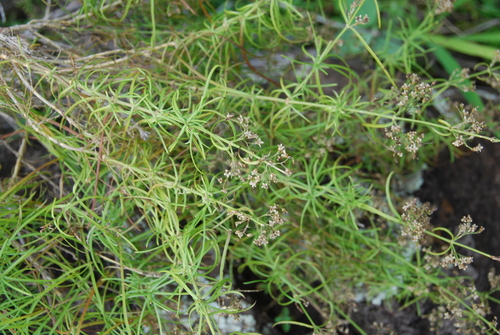 Schiedea spergulina