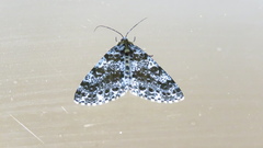 Arichanna picaria