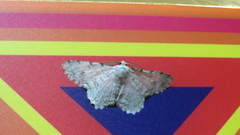 Lassaba parvalbidaria