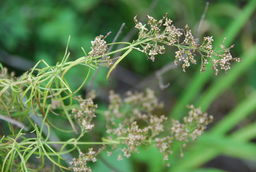 Schiedea spergulina