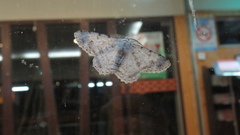 Lassaba parvalbidaria