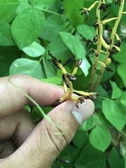 Corallorhiza maculata maculata