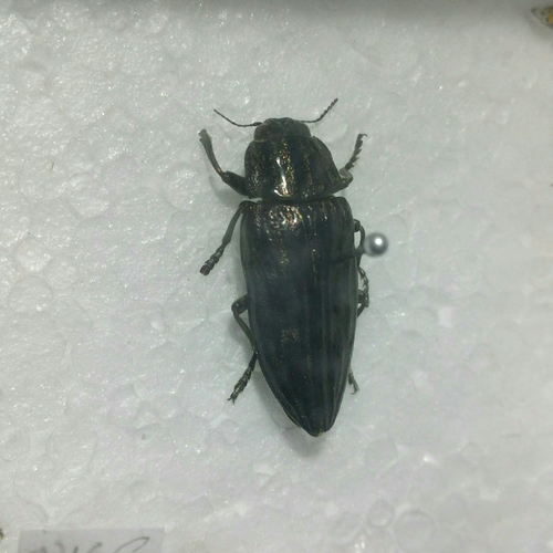 Photo of Pine-borer (Chalcophora mariana)