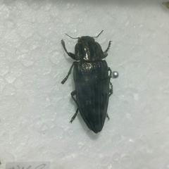 Chalcophora mariana