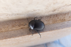 Ablattaria laevigata