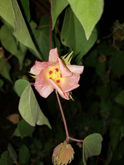 Gossypium davidsonii