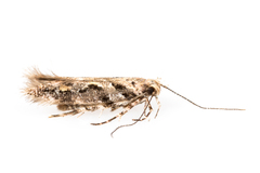 Aristotelia rubidella