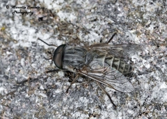 Tabanus bromius