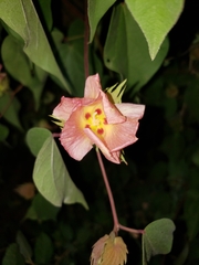 Gossypium davidsonii