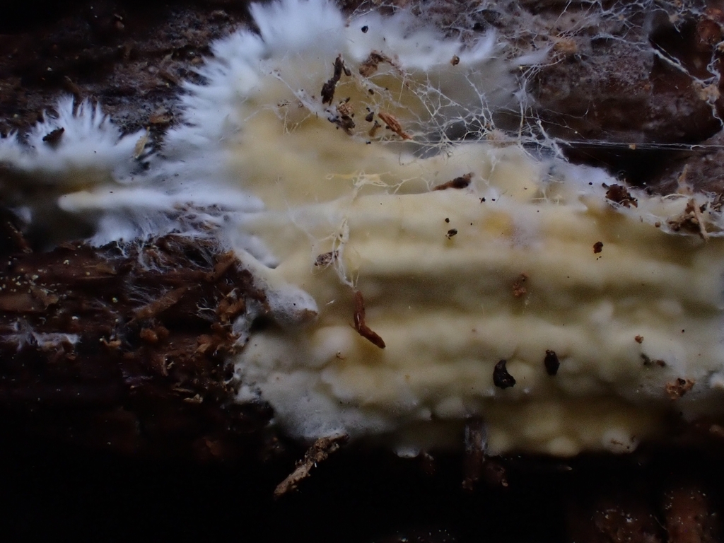 Gloiothele sp. 'CA01'