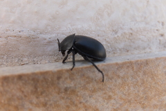 Ablattaria laevigata