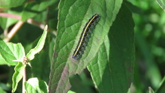 Taicallimorpha albipuncta