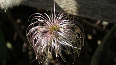 Clematis lasiandra
