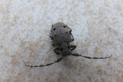 Mesosa curculionoides