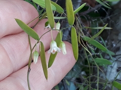 Asparagus volubilis