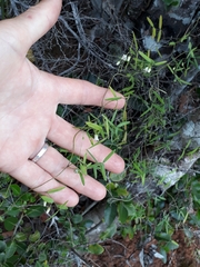 Asparagus volubilis