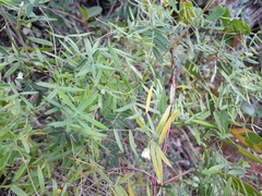 Asparagus volubilis