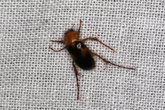 Phyllotocus bimaculatus