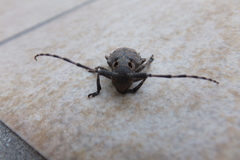 Mesosa curculionoides