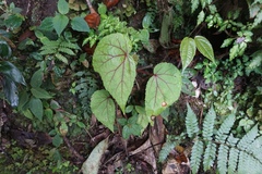 Begonia parviflora