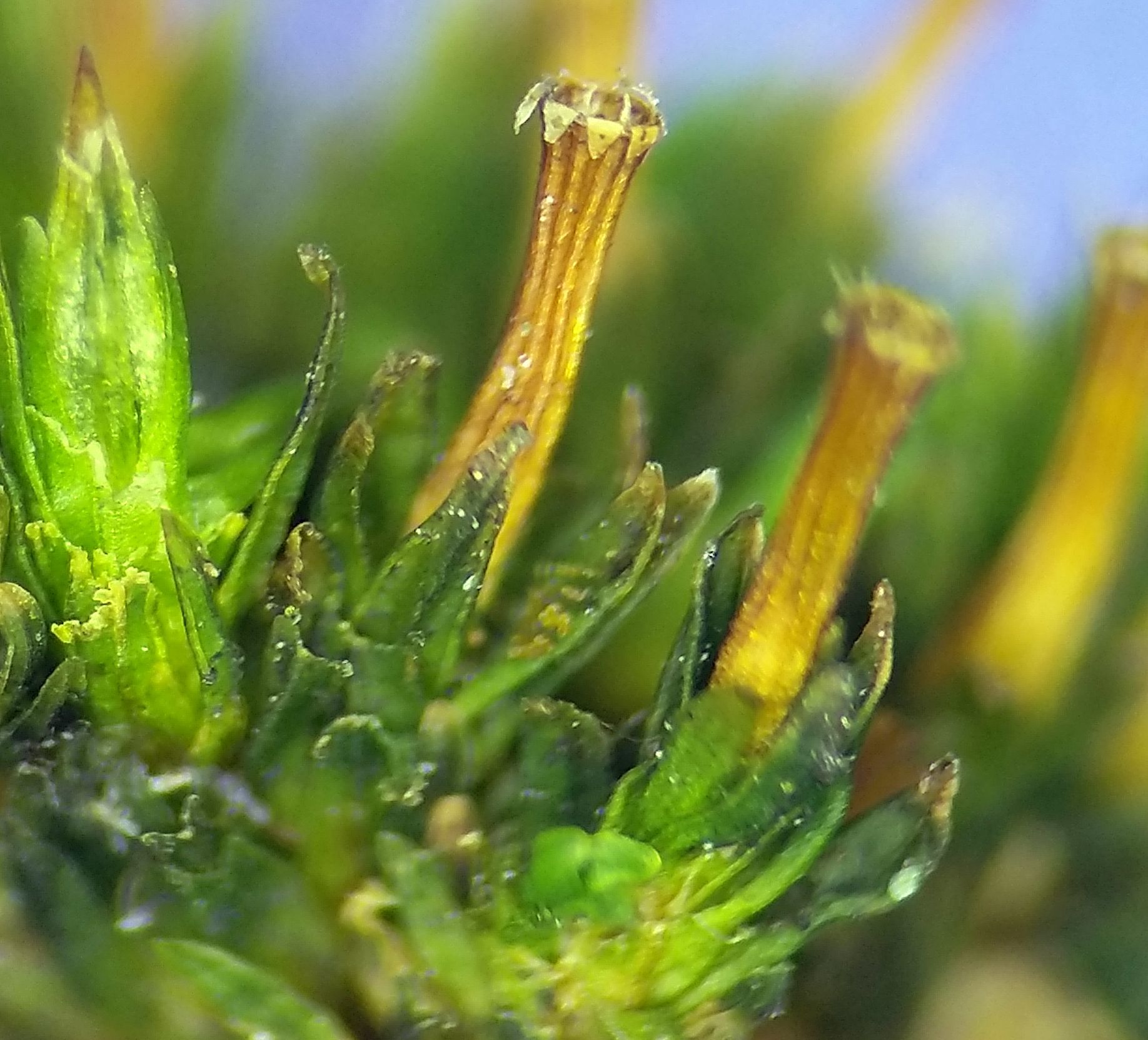 Orthotrichum tenellum