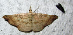 Ozola minor