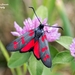 Six-spot Burnet - Photo (c) Marcello Consolo, some rights reserved (CC BY-NC-SA)