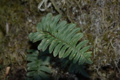Polypodium interjectum