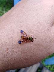 Diachlorus jobbinsi