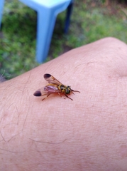 Diachlorus jobbinsi