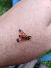 Diachlorus jobbinsi