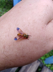 Diachlorus jobbinsi