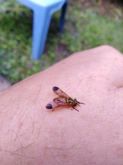 Diachlorus jobbinsi